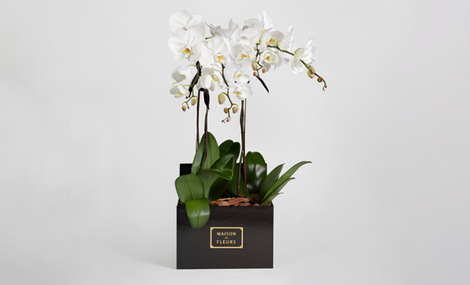 Orchids in a Black Box