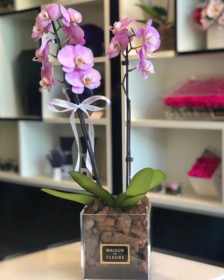 Friendship Day Orchids Flowers Online Dubai