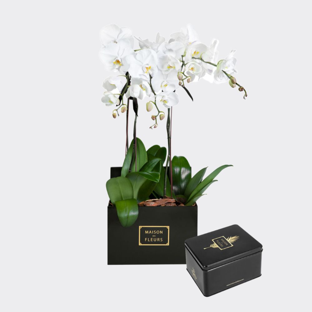 Gift set of 4 White orchids in a black 30 cm square box, with a large Medjool dates box.