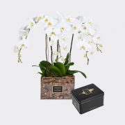 Gift set of 4 White orchids in a 30 cm acrylic box, coupled with a large Medjool dates box.