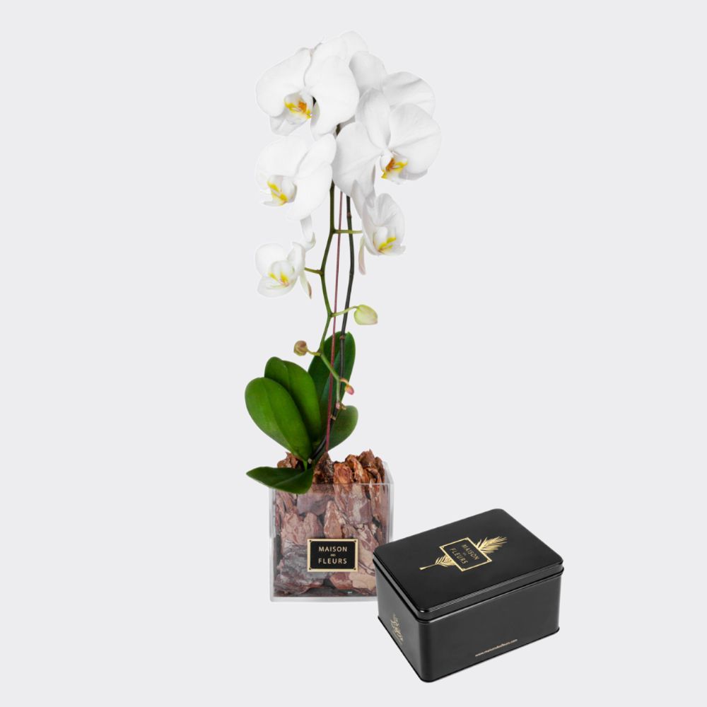 Gift set of a single white orchid in a 15 cm square acrylic box and a large Medjool dates box