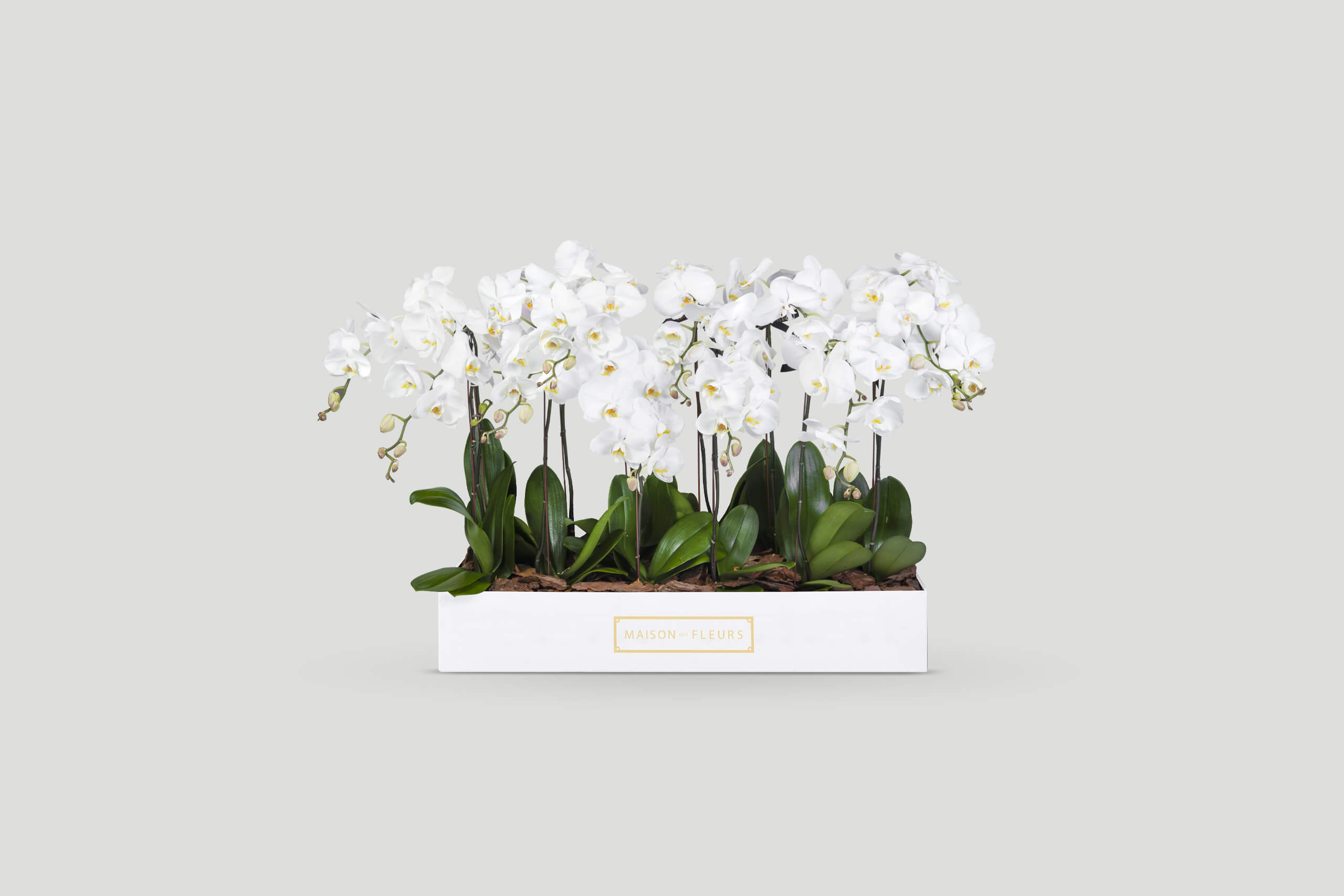 10 fresh white orchids in a 90 cm rectangular box
