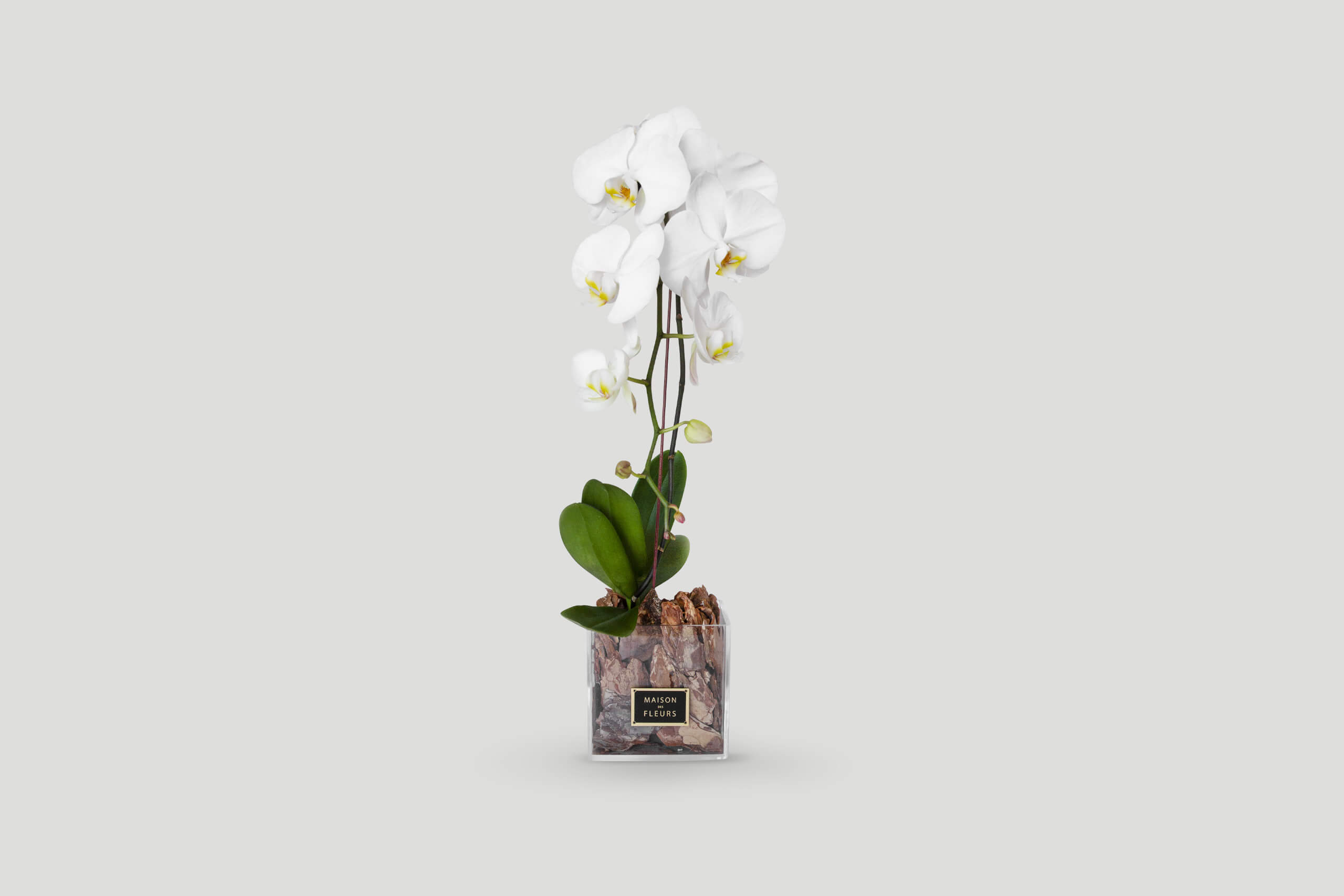 Midnight Moon - Buy Orchids Online at Maison Des Fleurs