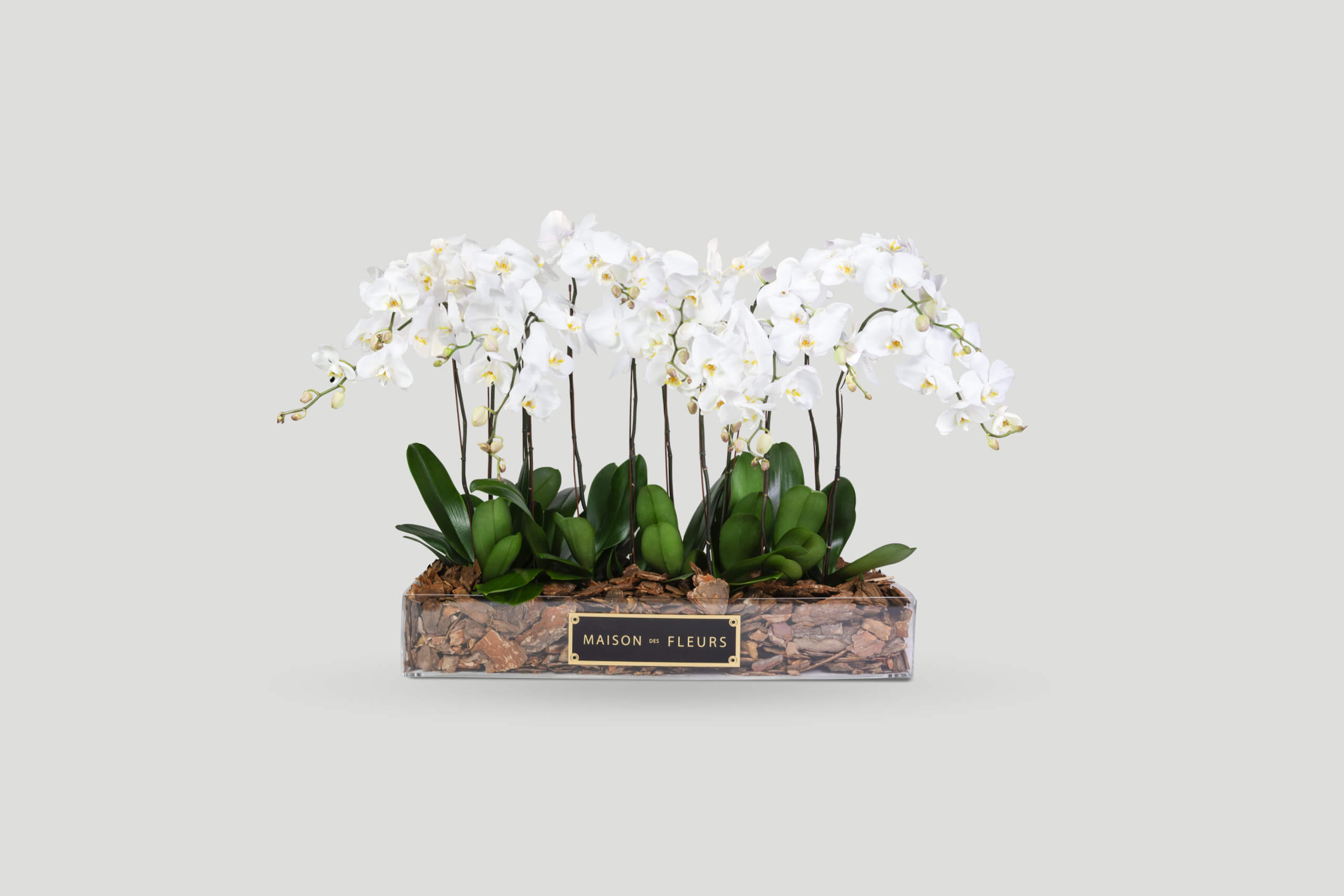 The Enchanted White Forest - Order Orchids Online