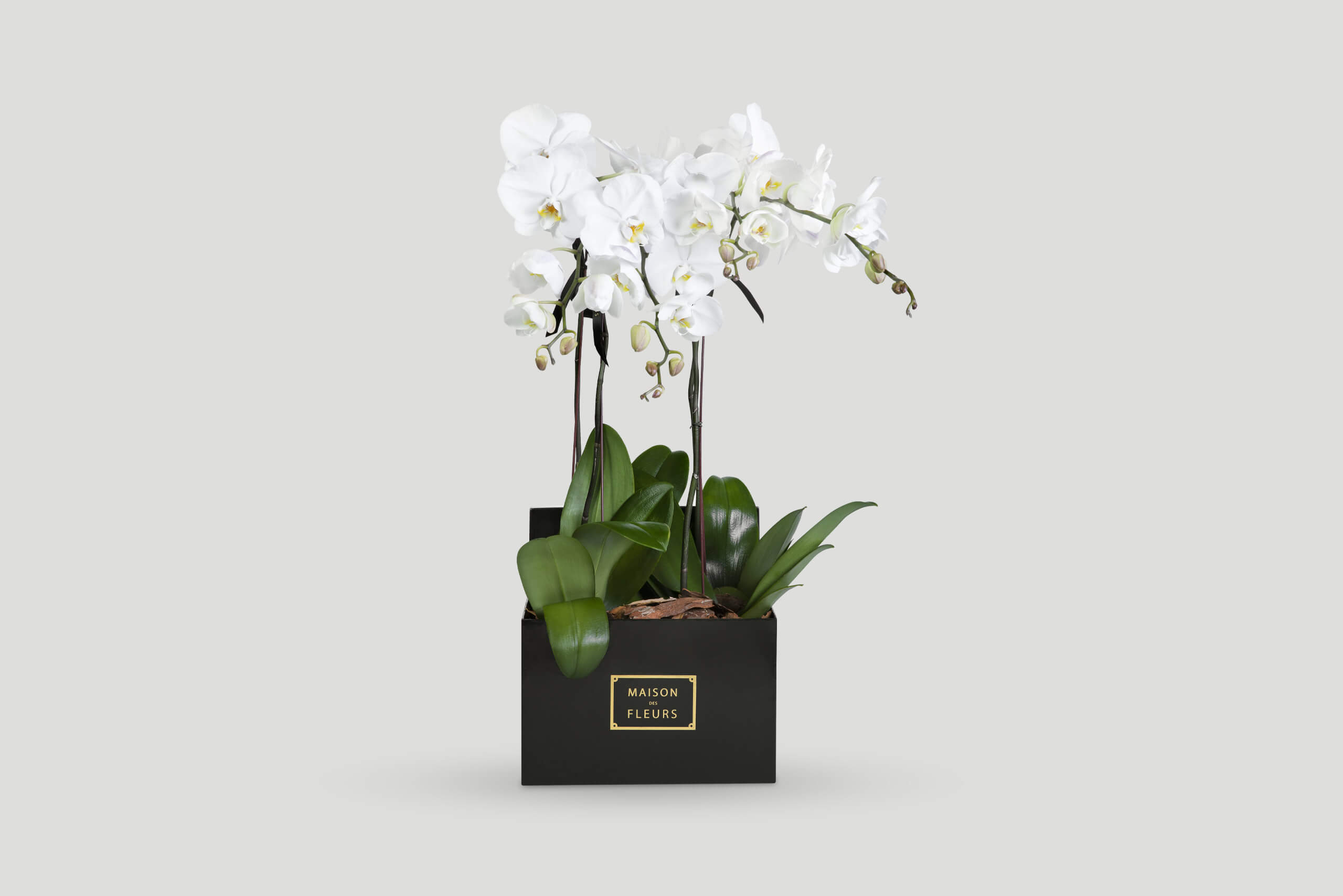 Fresh White Orchids in A Box