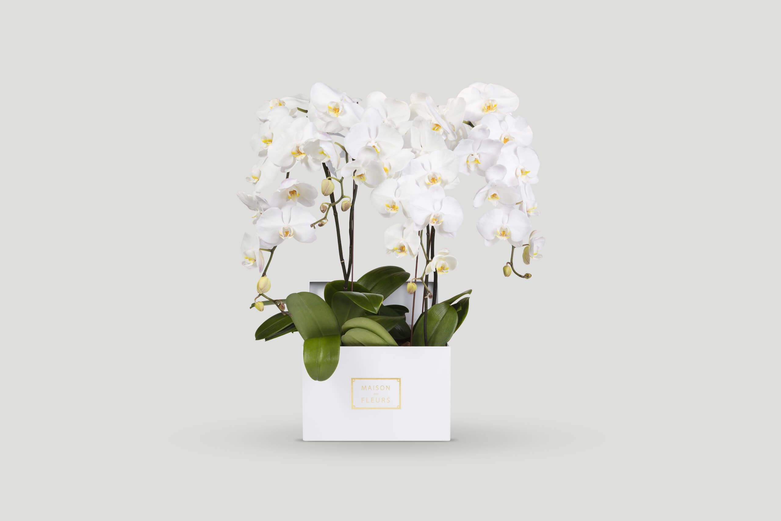 3 fresh white orchids in a box.