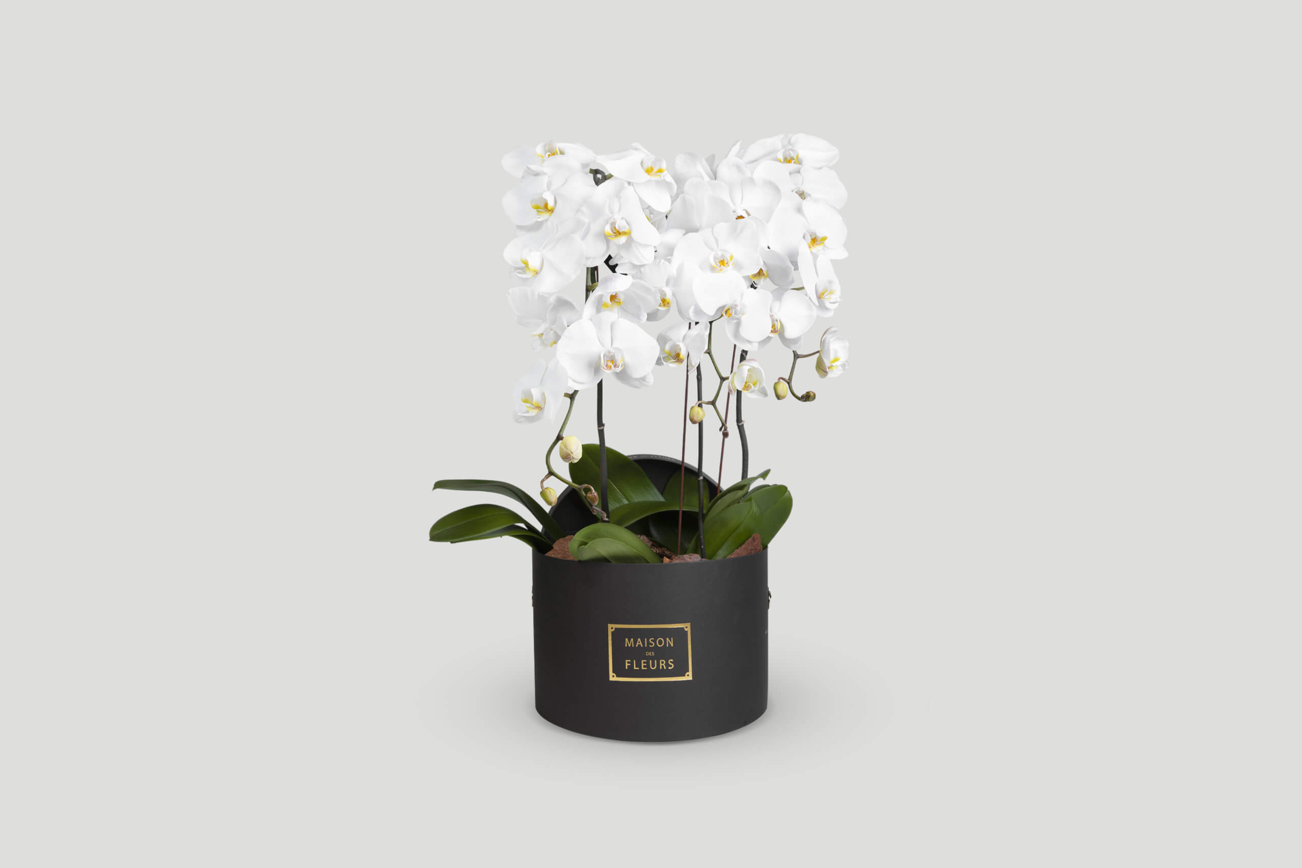 3 fresh white orchids in a 30 cm round box.