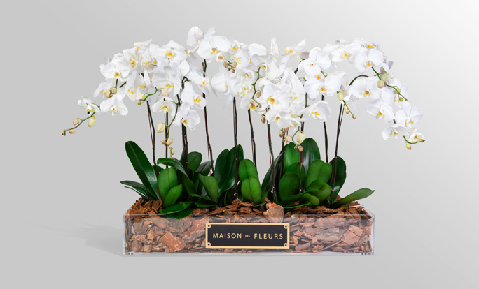 Orchids Flower Arrangements