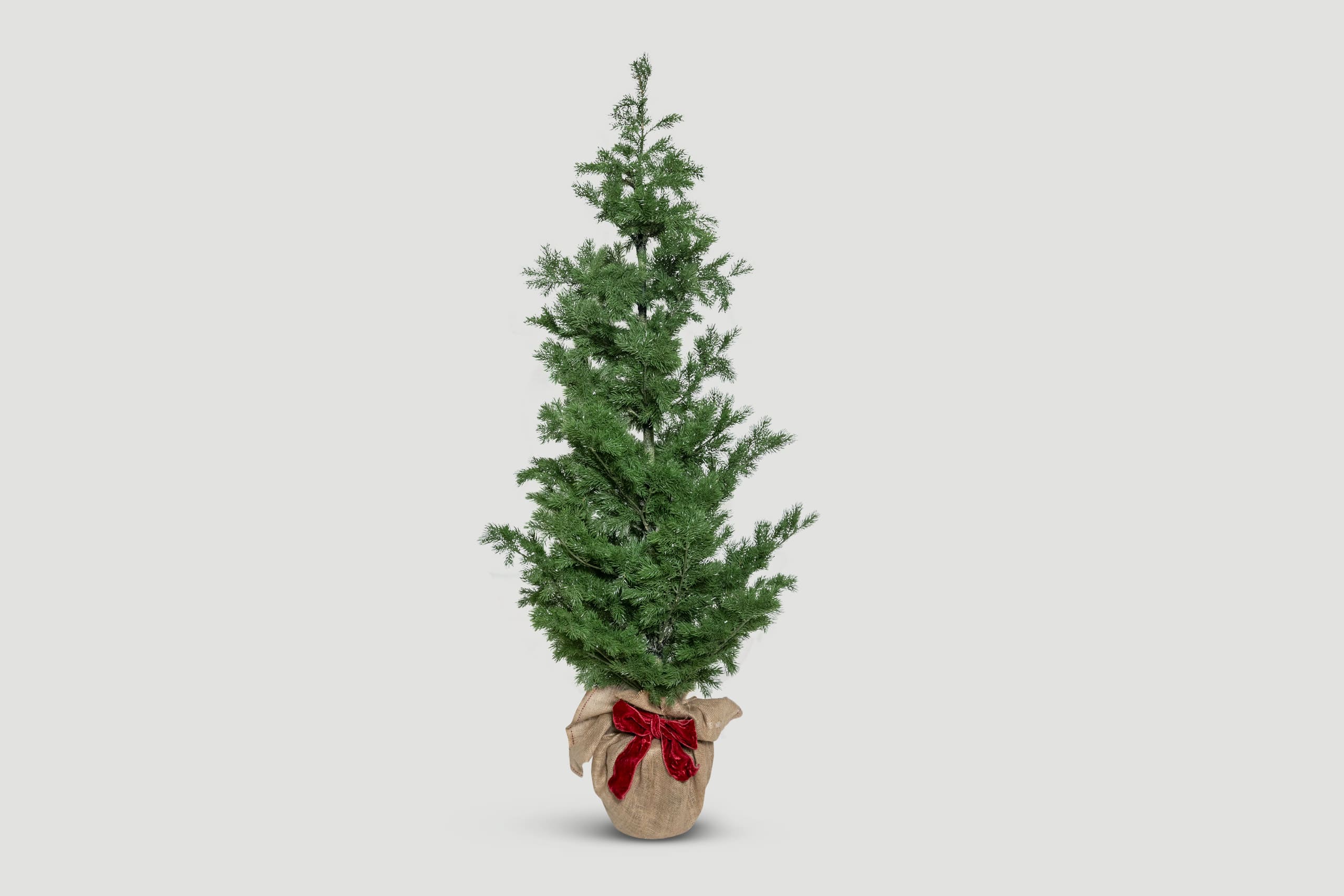 Charming Pine - Christmas Tree